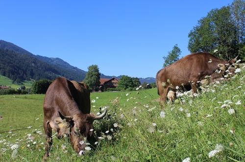 kühe mit blick auf den hof