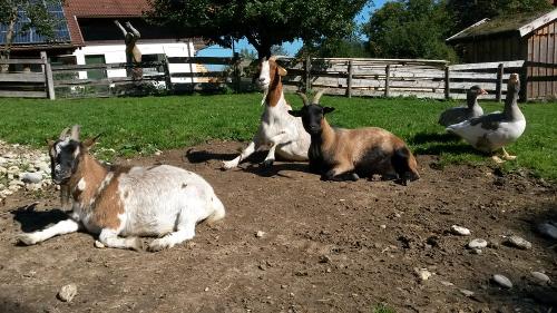Unsere Tiere genießen die Sonne