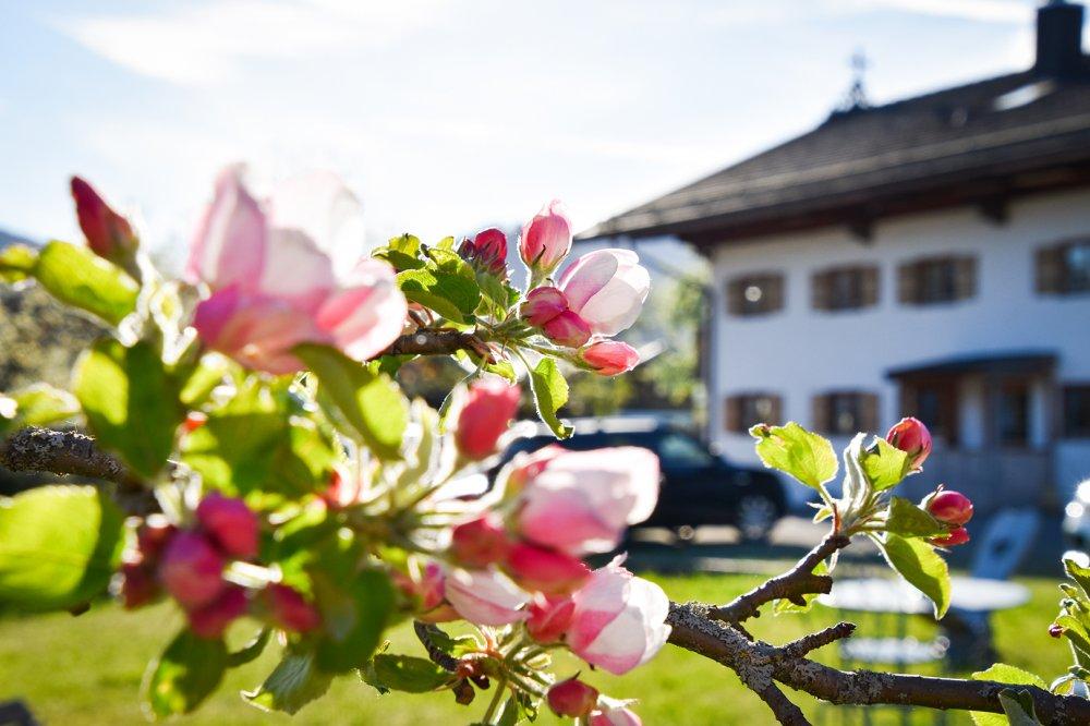 Apfelblüten