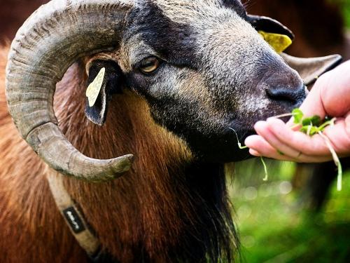 Tiere-auf-dem-Fixenhof_019