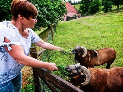 Tiere-auf-dem-Fixenhof