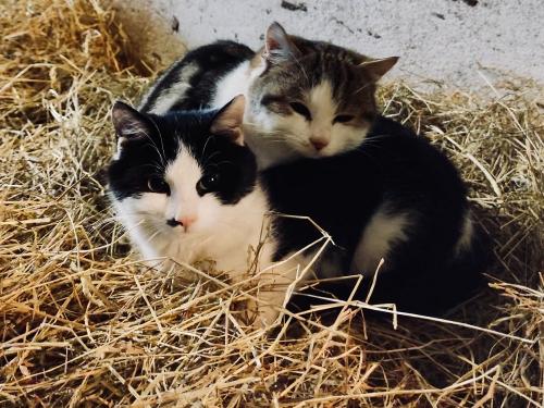 Unsere Katzen Max und Moritz