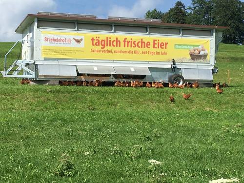 Hühnerglück