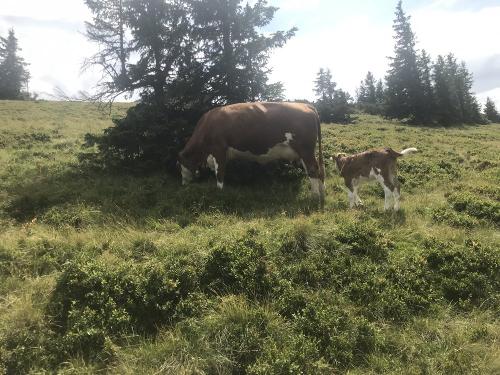 Nachwuchs auf der Weide