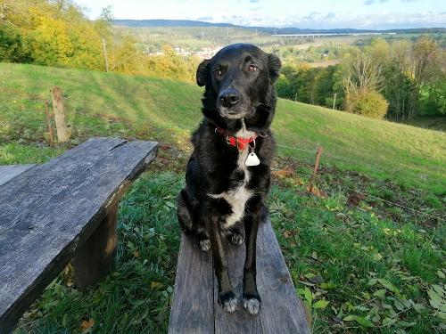 Hofhund