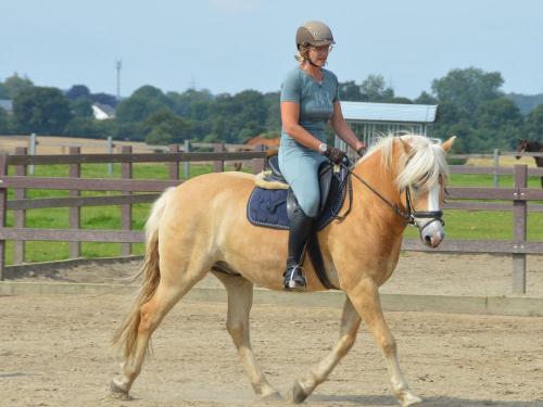 Simba unser Haflinger