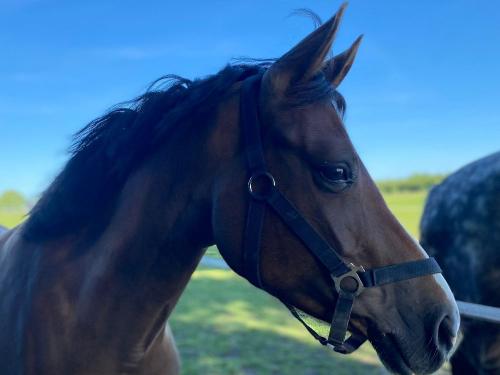 Reiterhof Lausen  Fiona