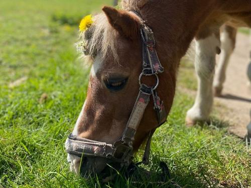 Reiterhof Lausen Stangheck Meiky