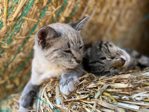 Reiterhof Lausen in Stangheck Kätzchen