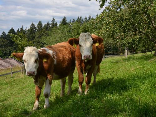 140818_summererhof_20 140818_summererhof_20