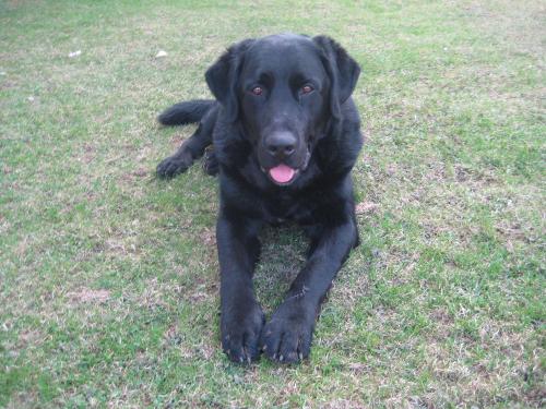 Hofhund Sam