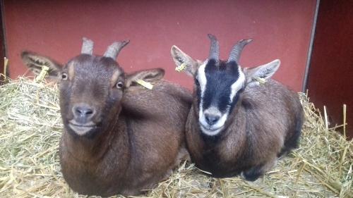 Missy und Mays