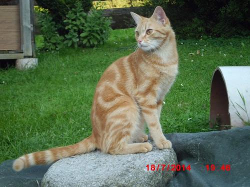 Kater Maunz
