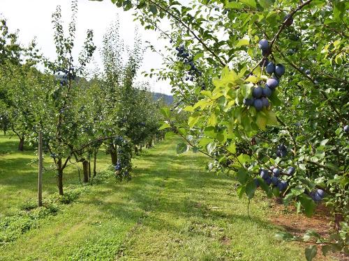 ciruelos2000px ciruelos2000px