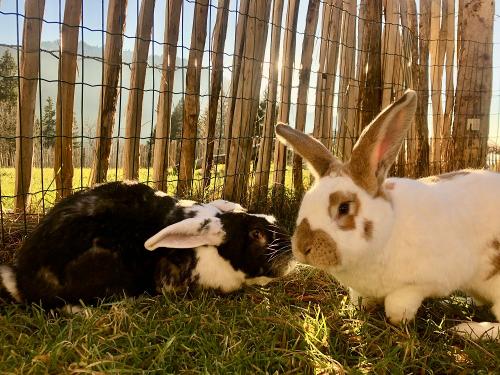 Hasenfreunde