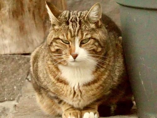 wildkatze