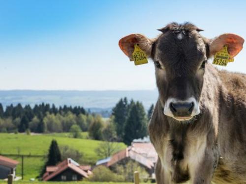 Urlaub auf dem Bauernhof - Biolandhof Maidel