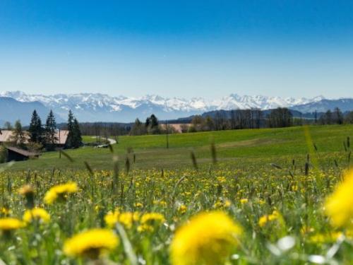 FrÃ¼hling bei uns im AllgÃ¤u