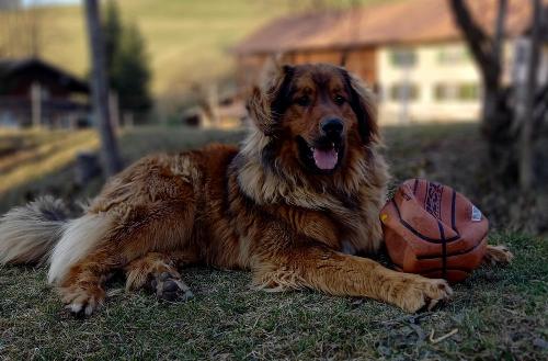 Hofhund Benny
