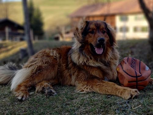 Hofhund Benny