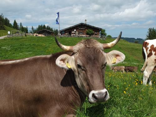Unsere Alpe