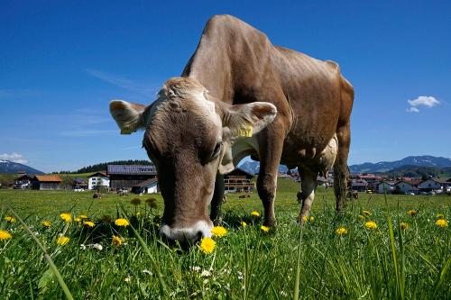 Unsere Kuh Frieda