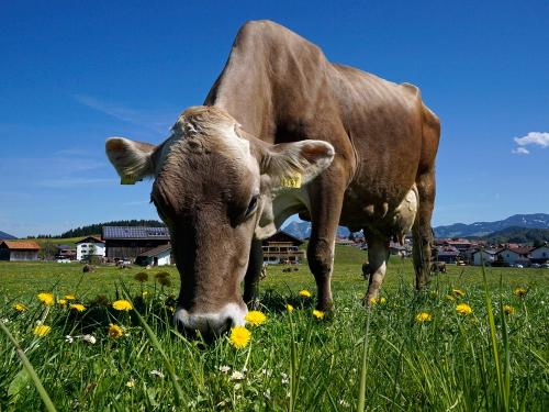 Unsere Kuh Frieda Unsere Kuh Frieda