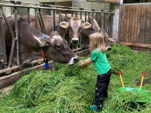 Kühe füttern Kühe füttern