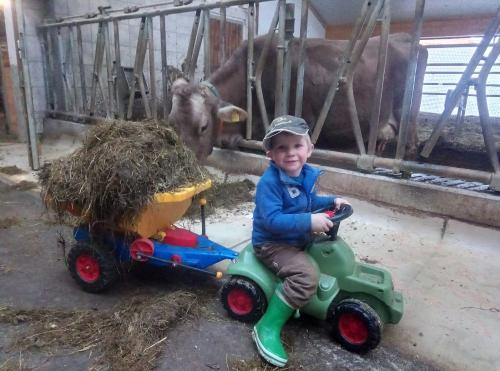 Kühe füttern Kühe füttern