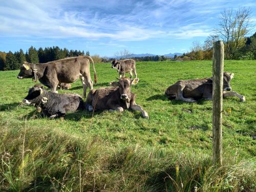 Kälbchen auf der Weide
