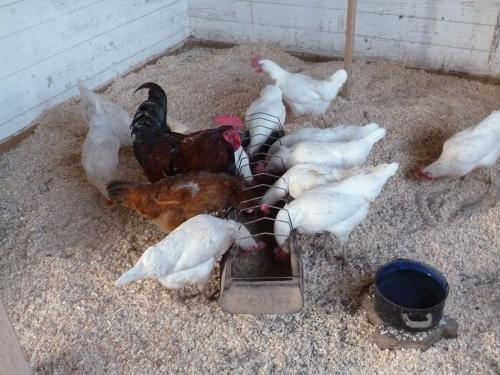 Unsere Eierlieferanten