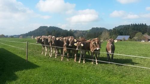 Jungvieh auf der Weide