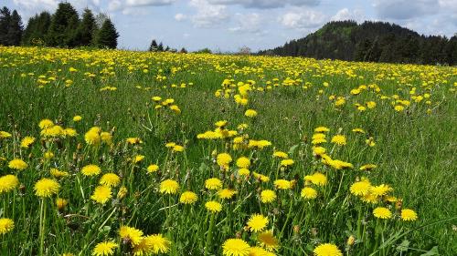 Löwenzahnblüte im Allgäu