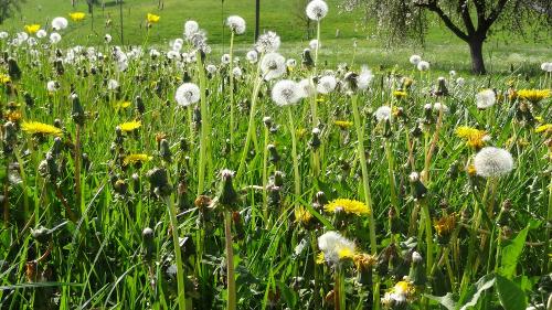 Löwenzahn, Pusteblume