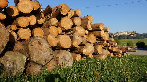 Brennholz