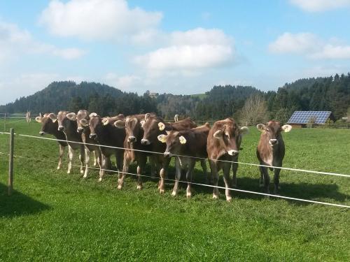 Jungvieh auf der Weide