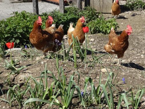 Unsere Hühner