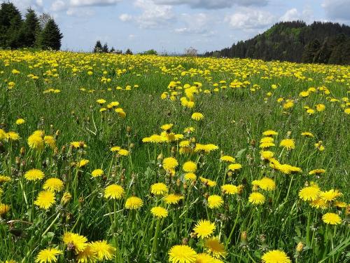 Löwenzahnblüte im Allgäu
