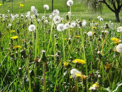 Löwenzahn, Pusteblume