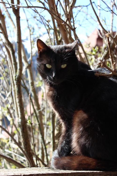 Katze