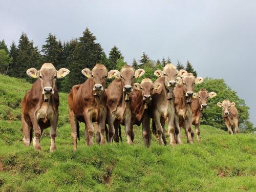 Kuhle Kids treffen auf Kuhle Kühe