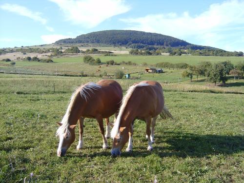 Haflinger mit Blick zum Dolmar