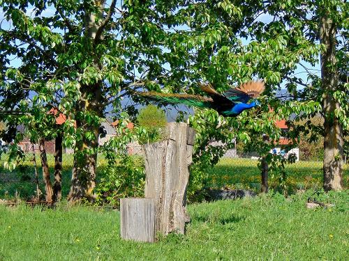 Pfau