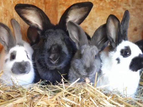 viele süße Kaninchen