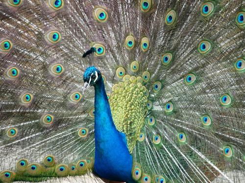 wunderschöner Pfau