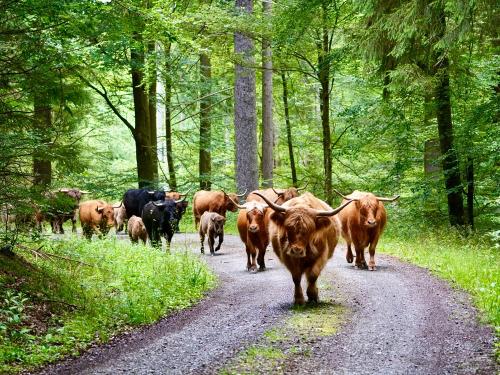 Highlandherde beim Weideumtrieb