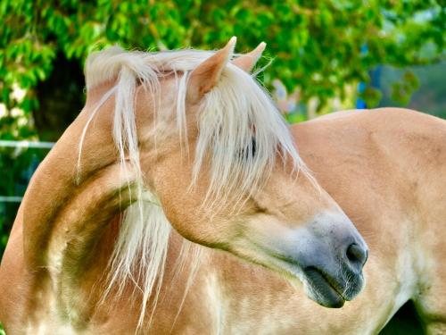 Haflinger