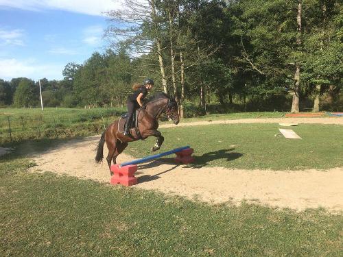 Springreiten
