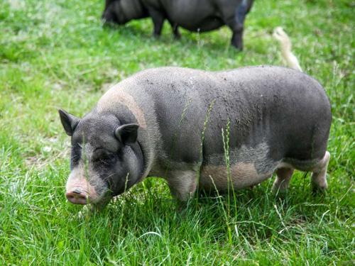 Hängebauchschwein