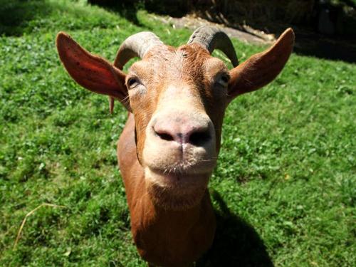 Ziegenbock